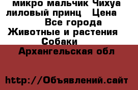 микро мальчик Чихуа лиловый принц › Цена ­ 90 - Все города Животные и растения » Собаки   . Архангельская обл.